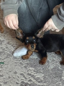 Чистокровна таксочка дівчинка