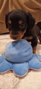 Чистокровна таксочка дівчинка