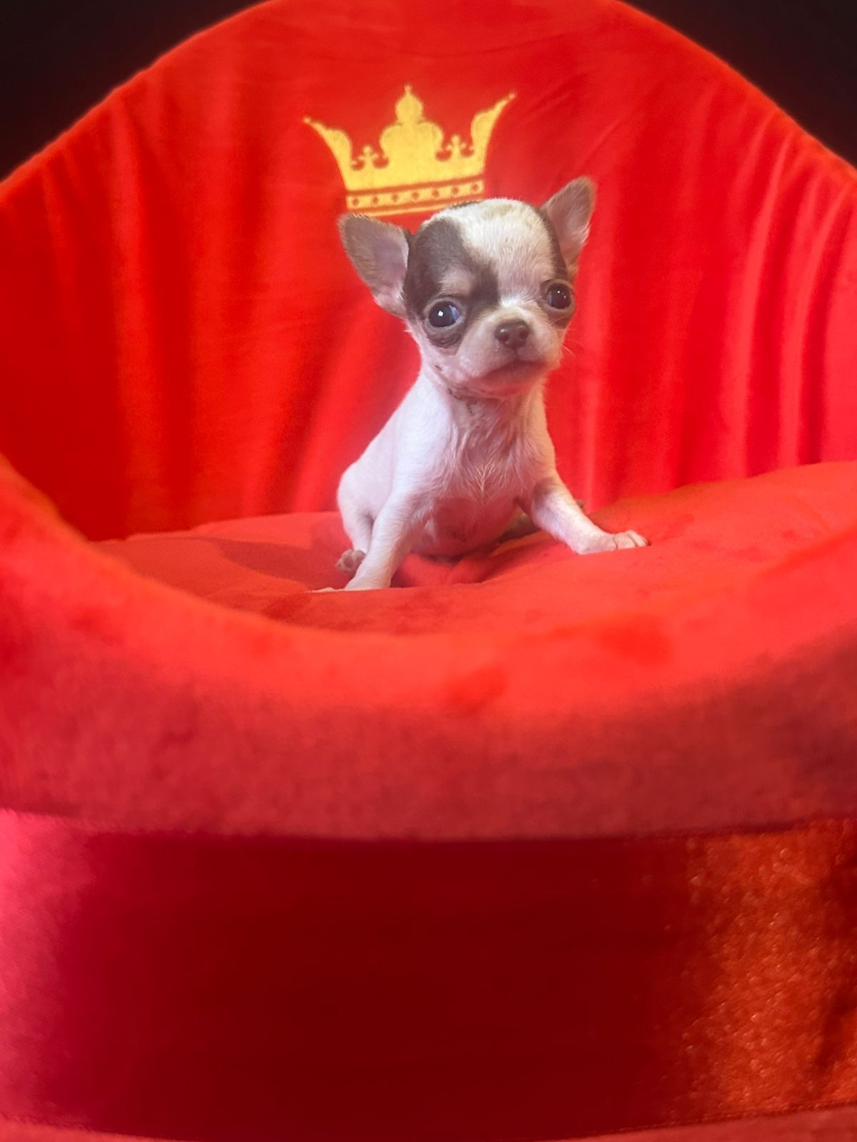 Шенки Чихуахуа