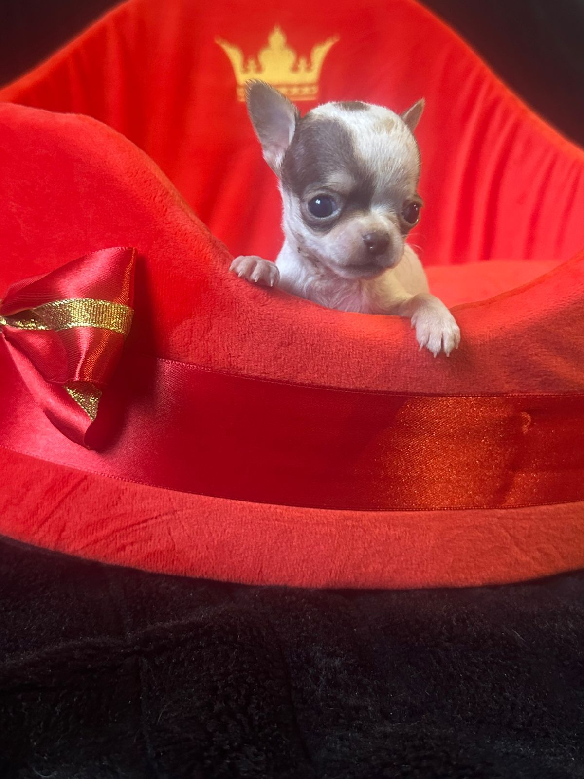 Шенки Чихуахуа