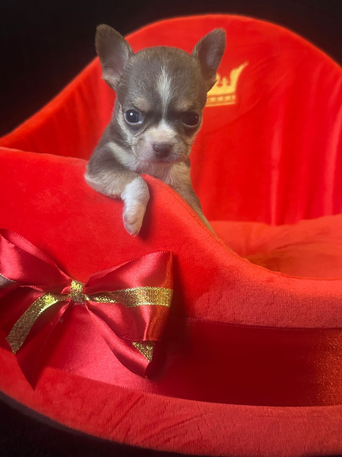 Шенки Чихуахуа