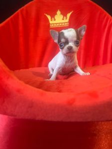 Шенки Чихуахуа