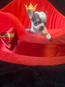 Шенки Чихуахуа