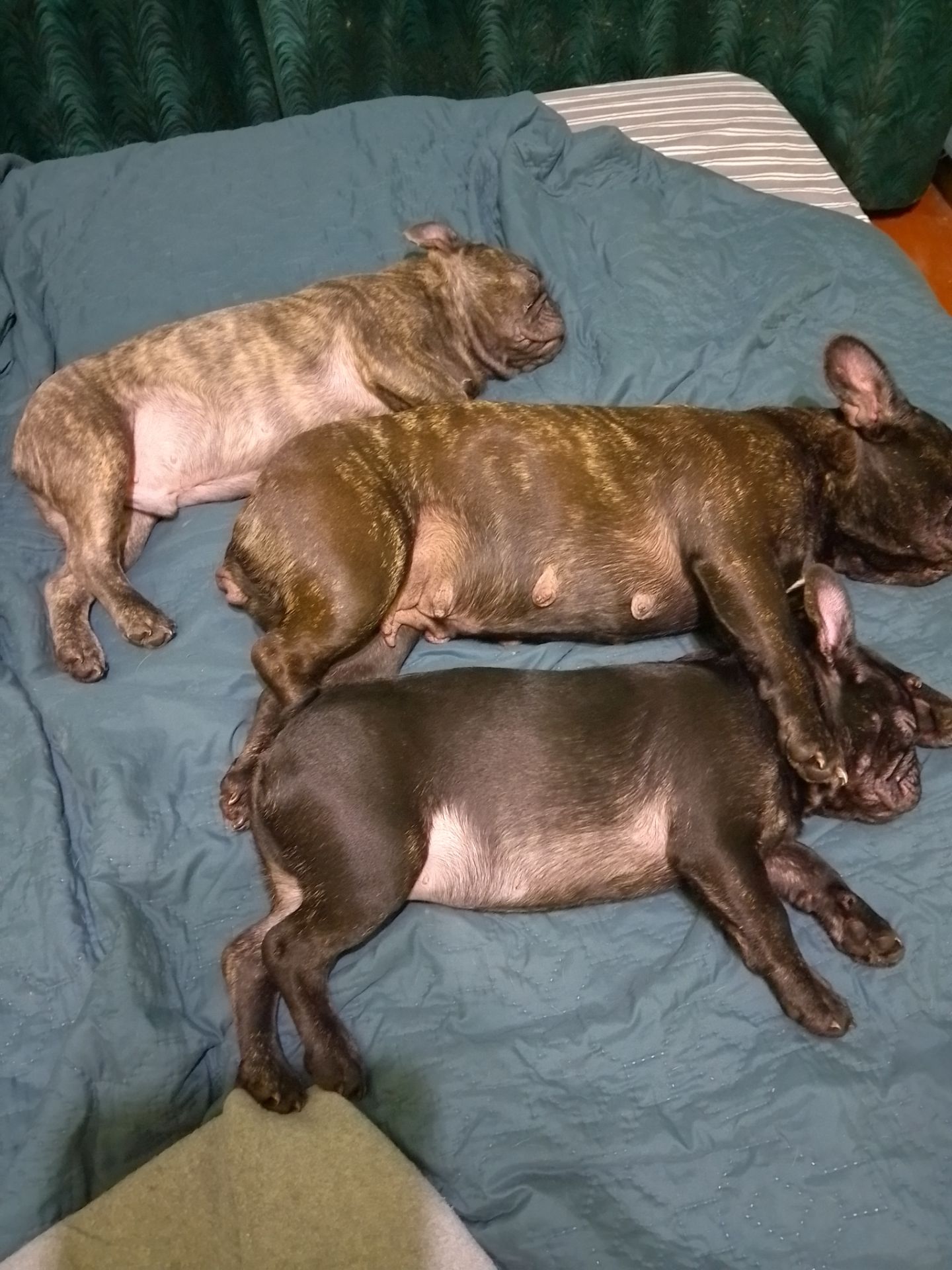 Цуценята французького бульдога