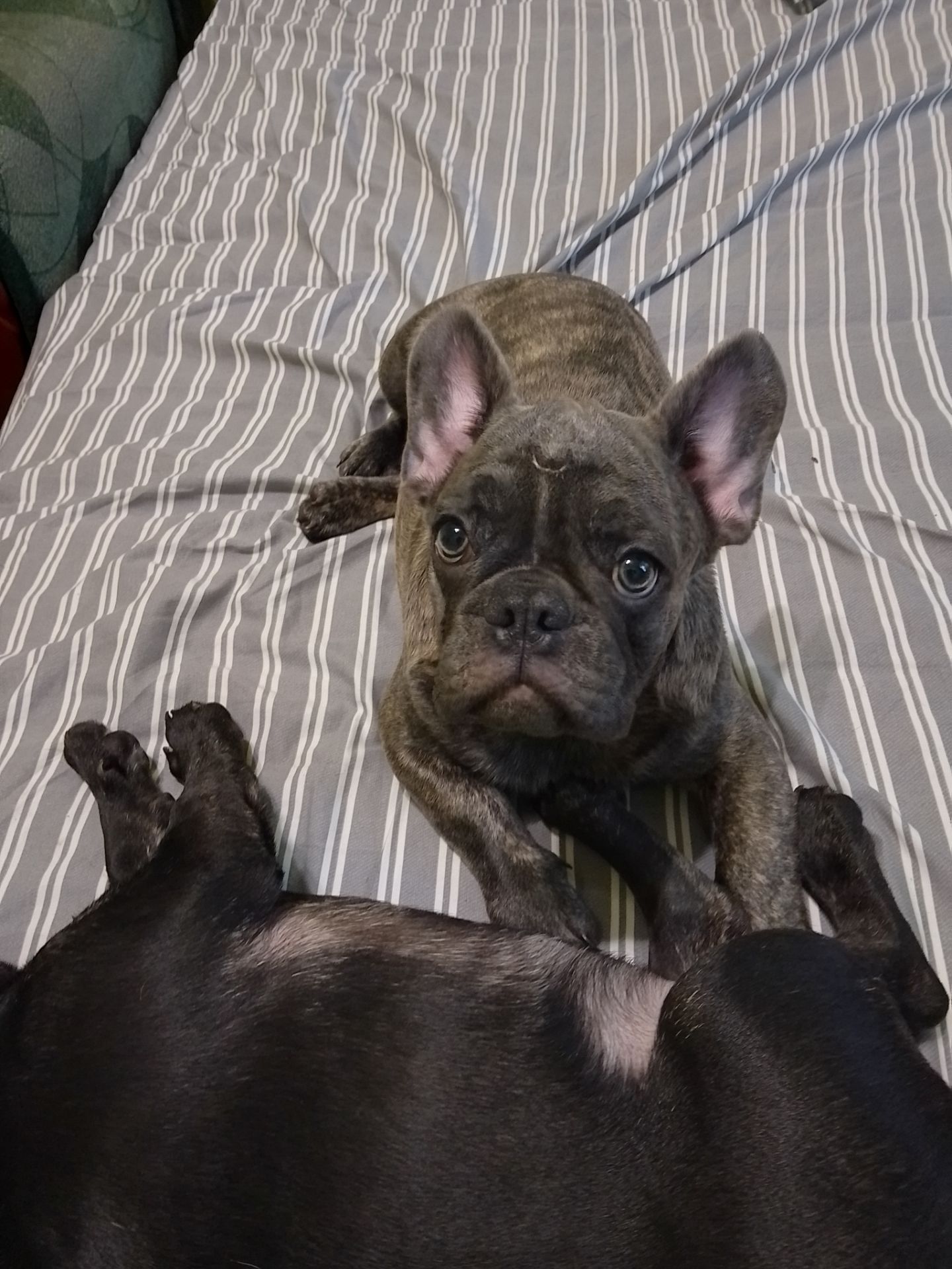 Цуценята французького бульдога