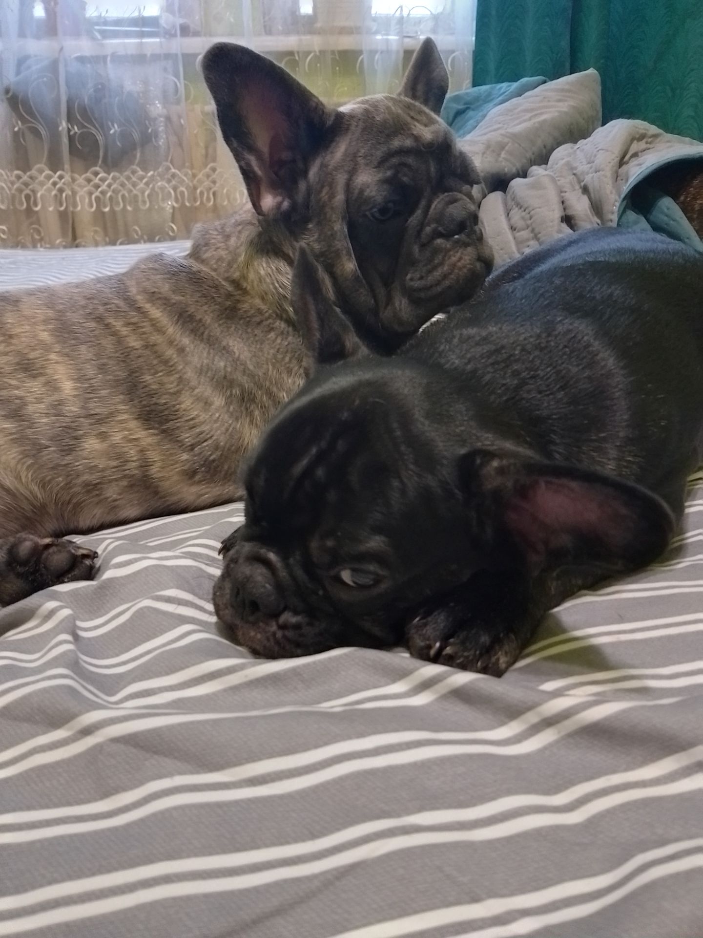 Цуценята французького бульдога