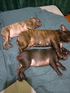 Цуценята французького бульдога