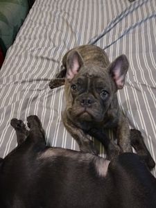 Цуценята французького бульдога