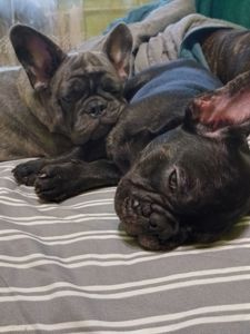 Цуценята французького бульдога