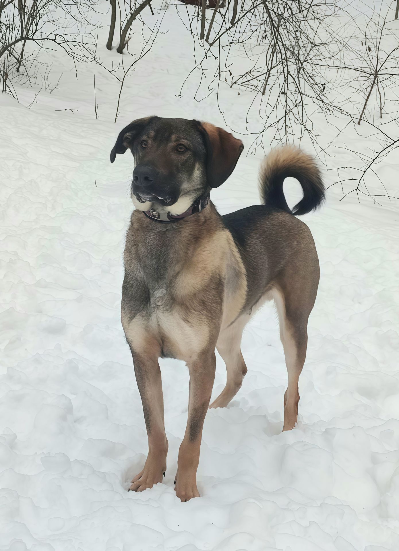 Молодой пес в добрые руки