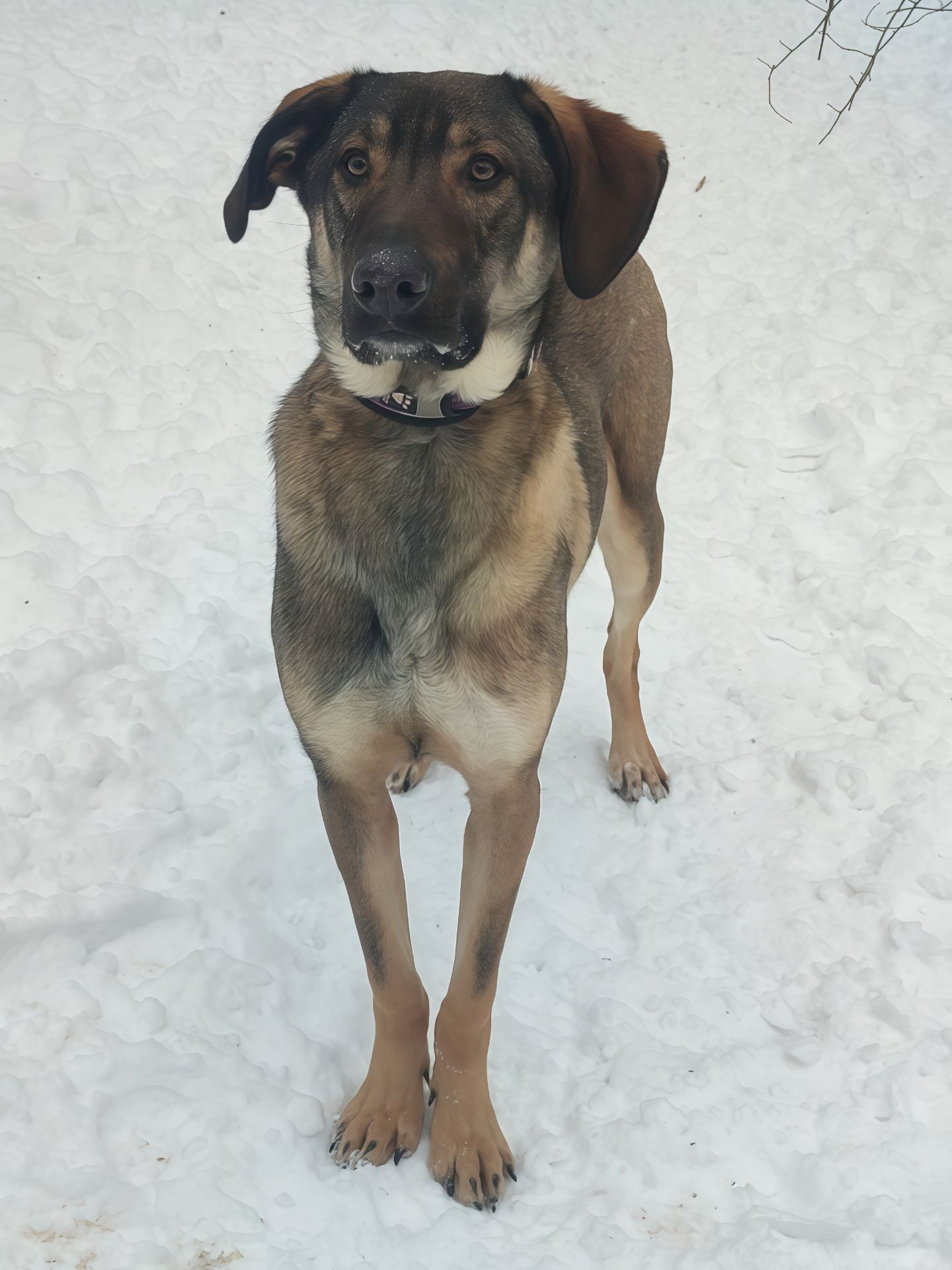 Молодой пес в добрые руки