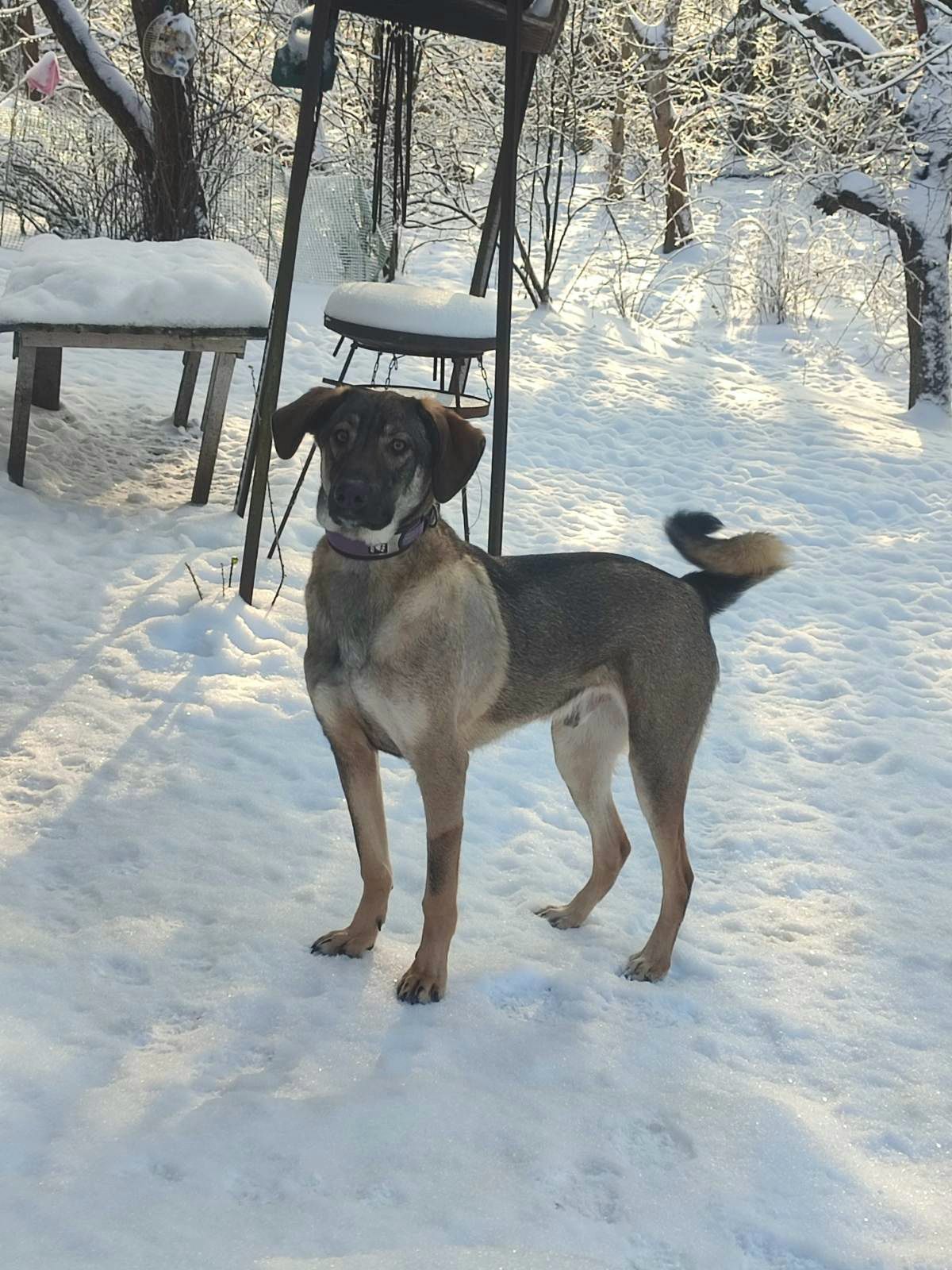 Молодой пес в добрые руки