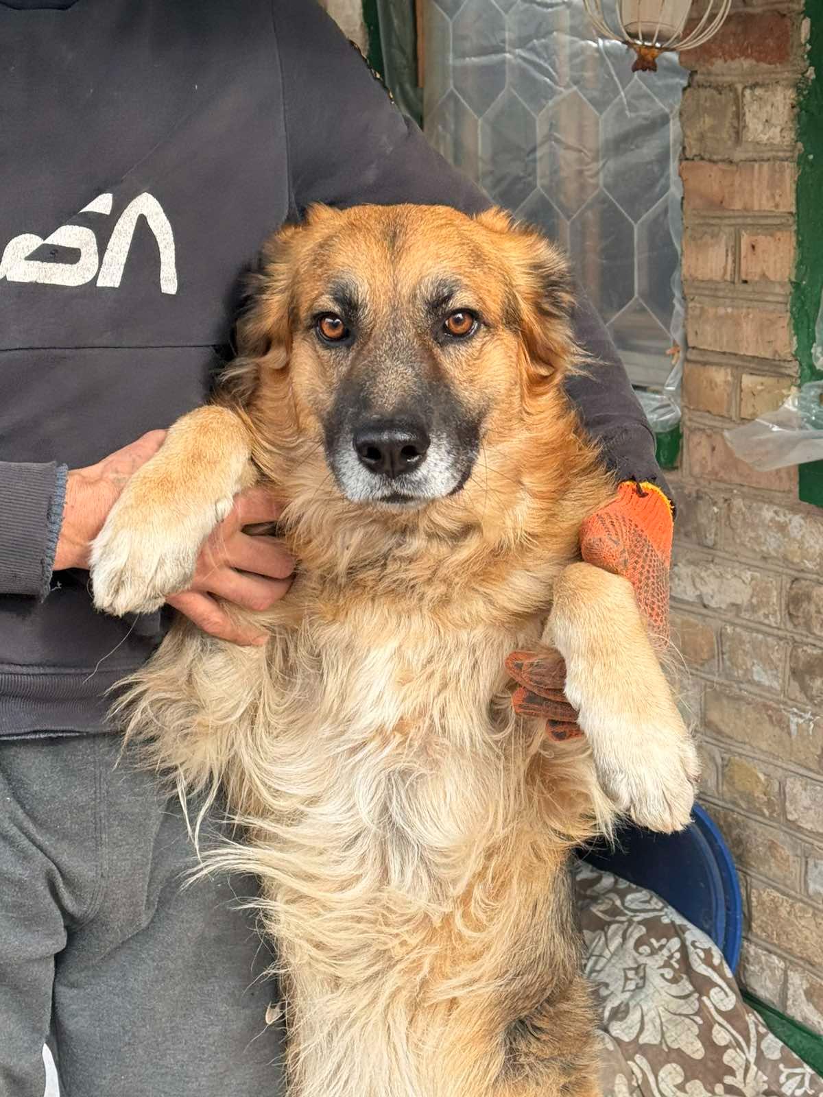 Активный пес Ральф ищет дом