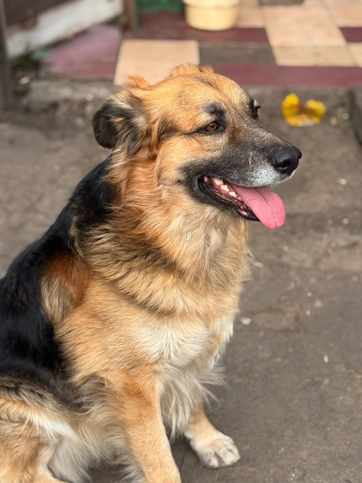 Активный пес Ральф ищет дом