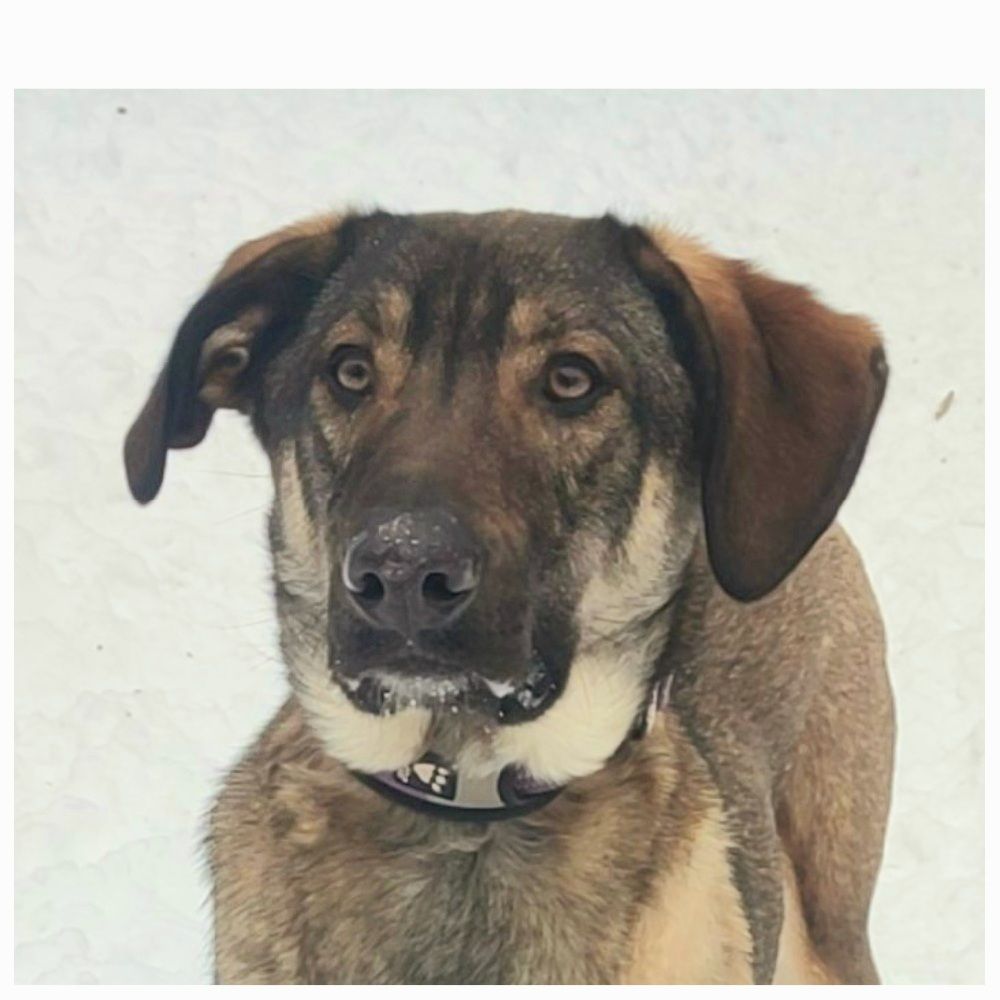 Молодой пес в добрые руки