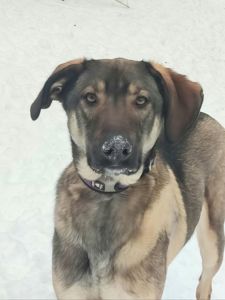 Молодой пес в добрые руки