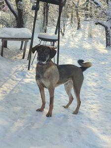 Молодой пес в добрые руки