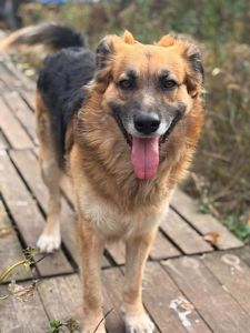 Активный пес Ральф ищет дом