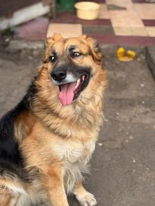 Активный пес Ральф ищет дом