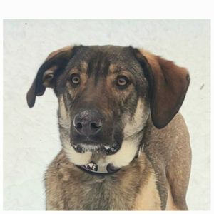 Молодой пес в добрые руки