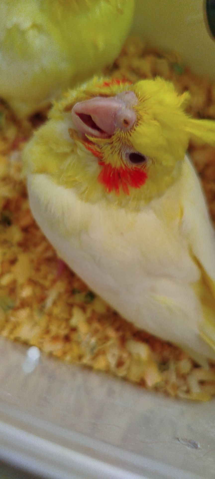 Малюк корела, хлопчик