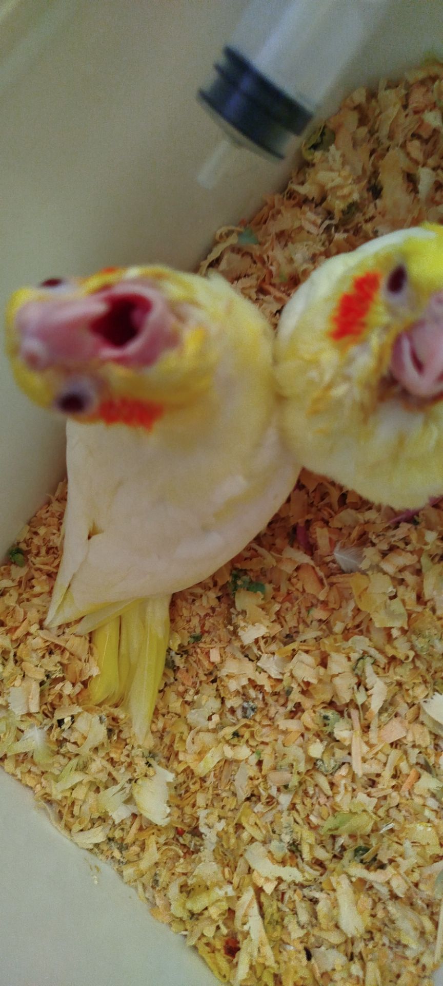 Малюк корела, хлопчик