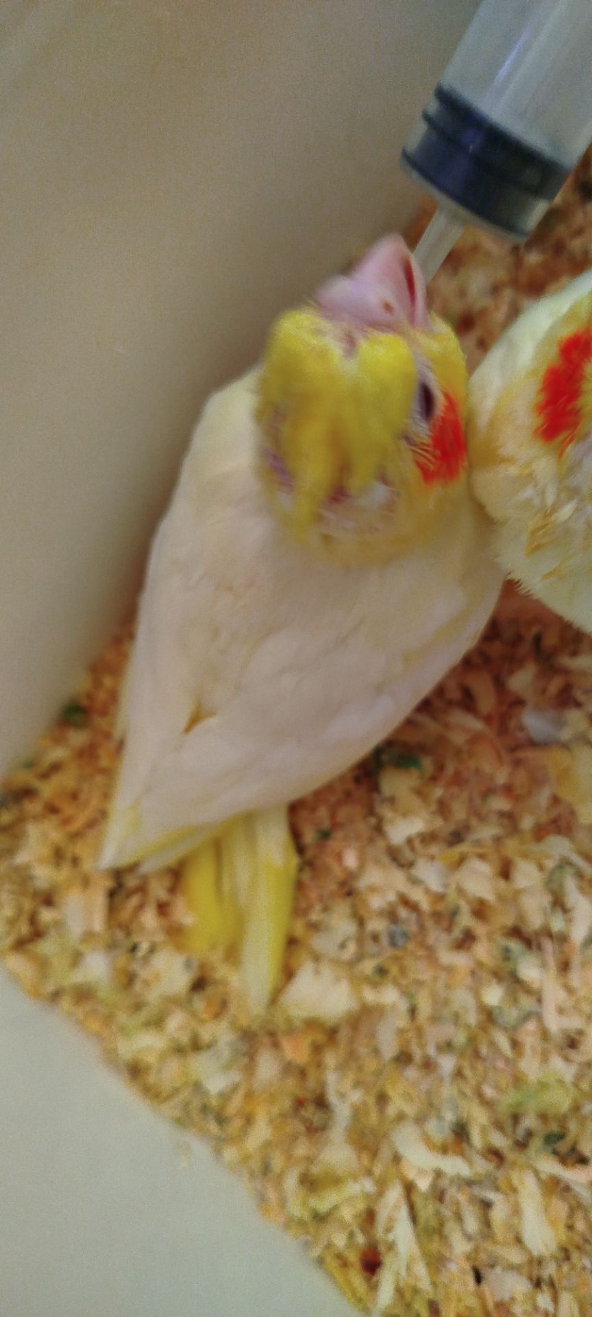 Малюк корела, хлопчик