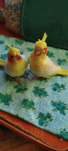 Малюк корела, хлопчик