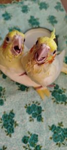 Малюк корела, хлопчик