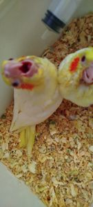 Малюк корела, хлопчик