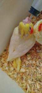 Малюк корела, хлопчик