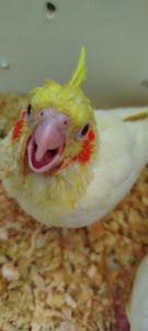 Малюк корела, хлопчик