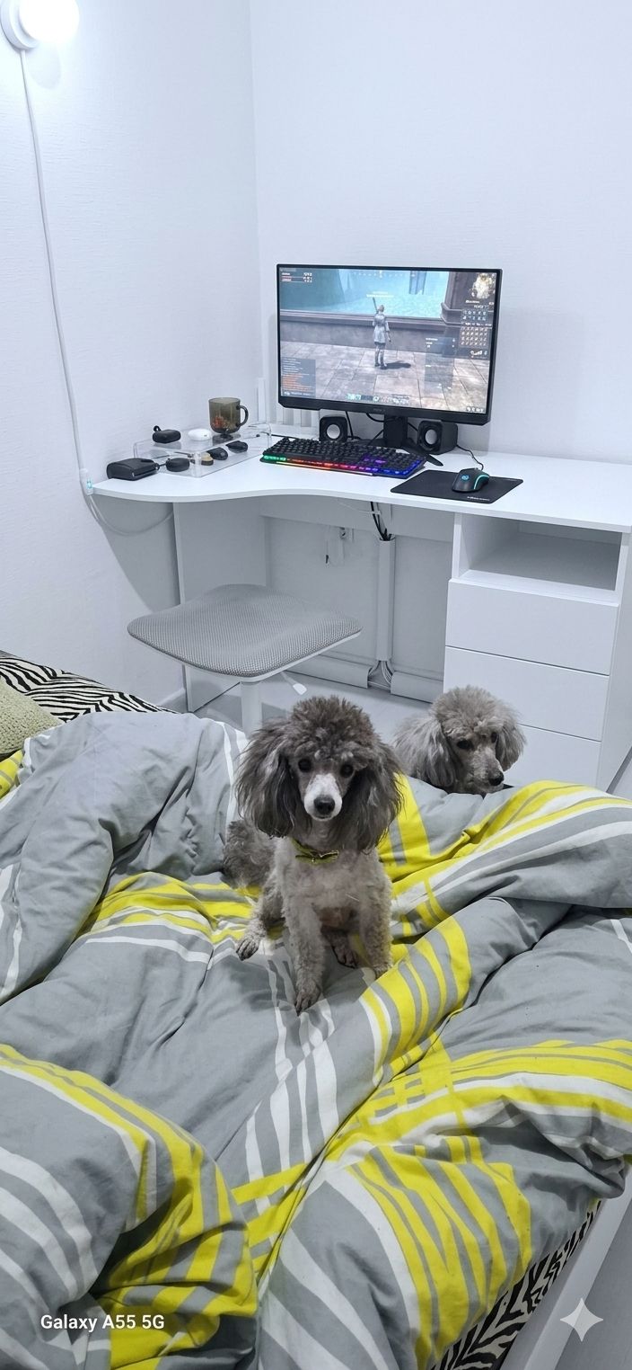 Той пудель. Серебристая девочка