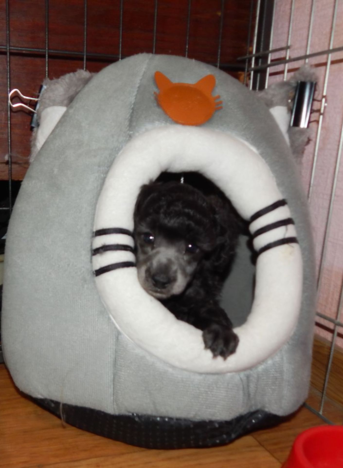 Той пудель. Серебристая девочка