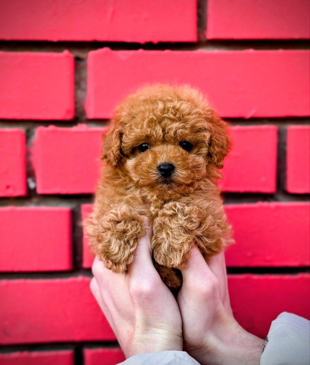 Мальтіпу міні дівчинка