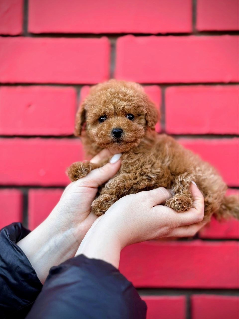 Мальтіпу міні дівчинка