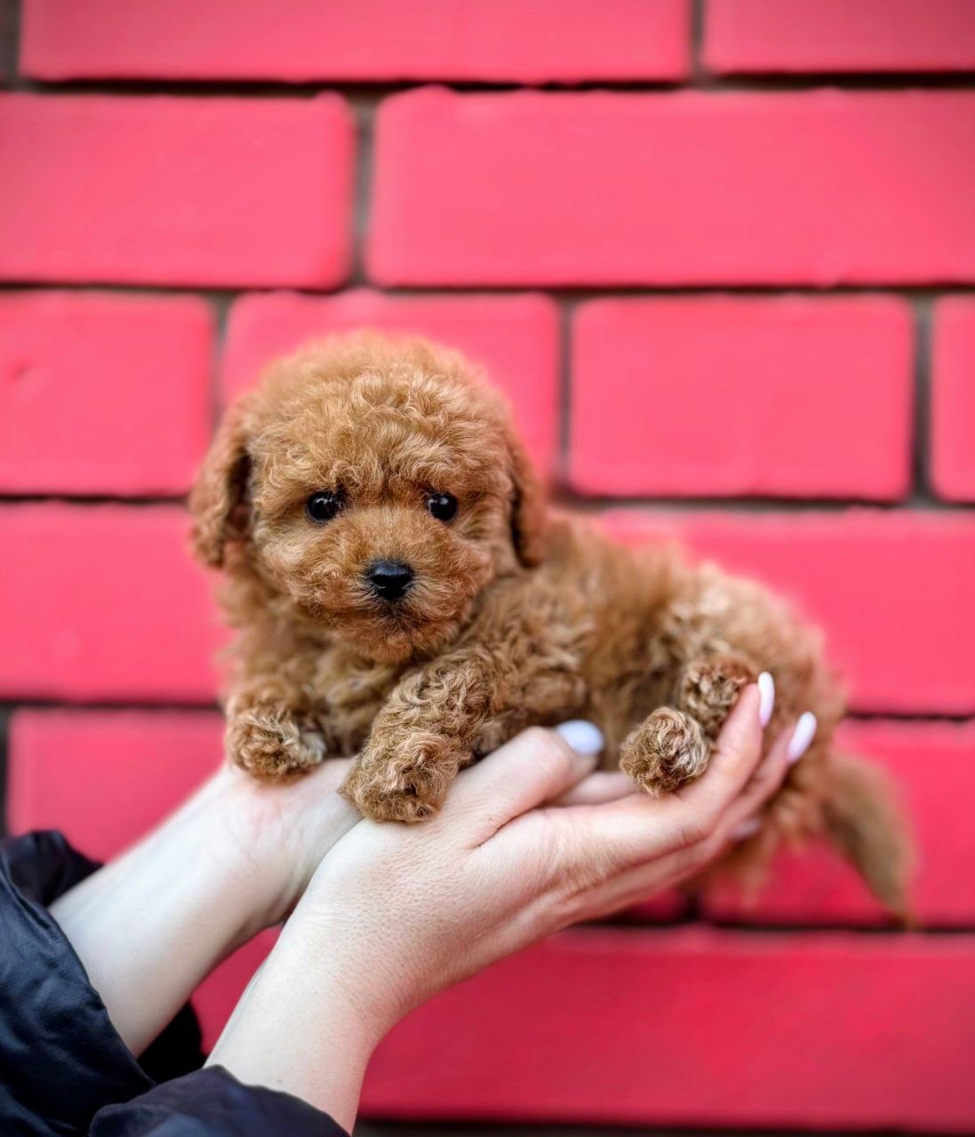 Мальтіпу міні дівчинка