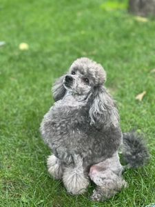 Той пудель. Серебристая девочка