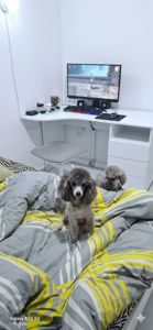 Той пудель. Серебристая девочка