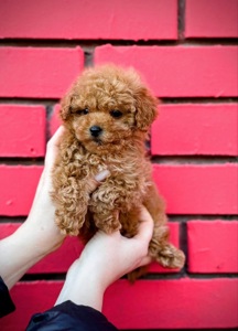 Мальтіпу міні дівчинка