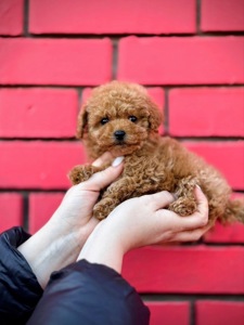 Мальтіпу міні дівчинка