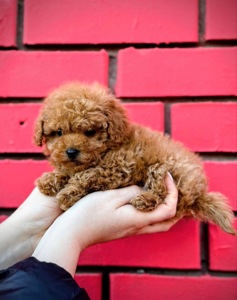 Мальтіпу міні дівчинка