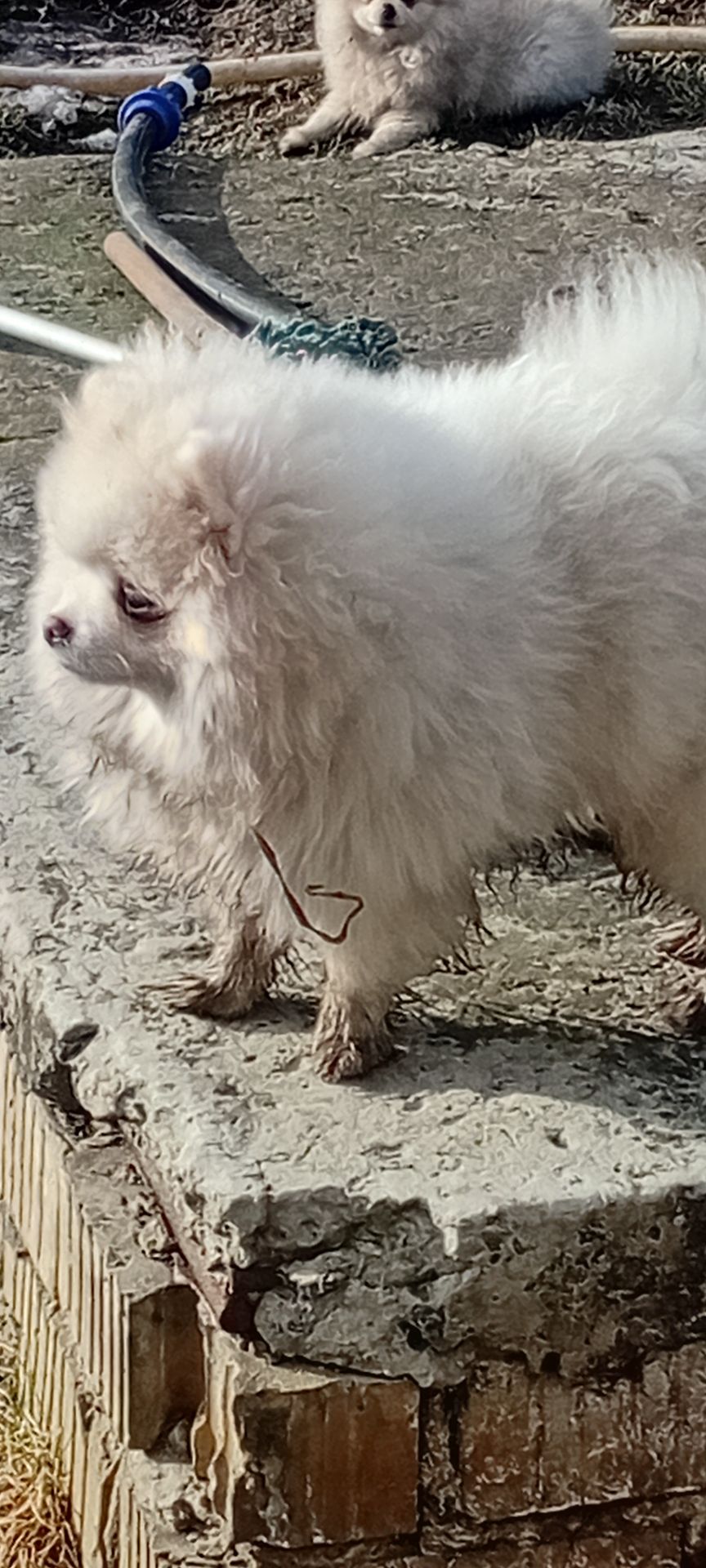 Мальчик Померанского Шпица КСУ мини белого окраса