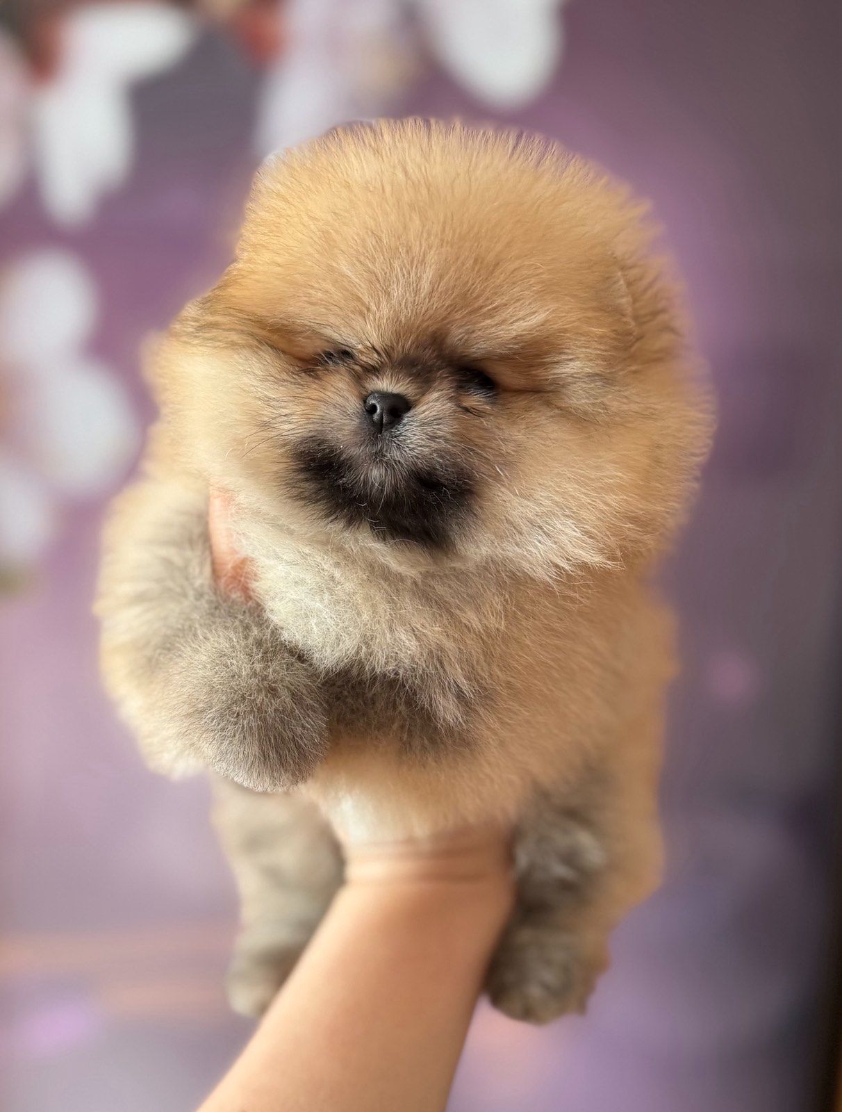 Померанський шпіц