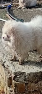 Мальчик Померанского Шпица КСУ мини белого окраса