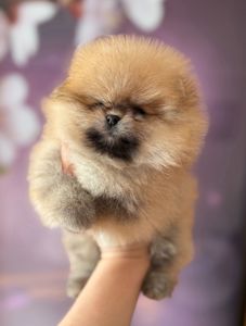 Померанський шпіц