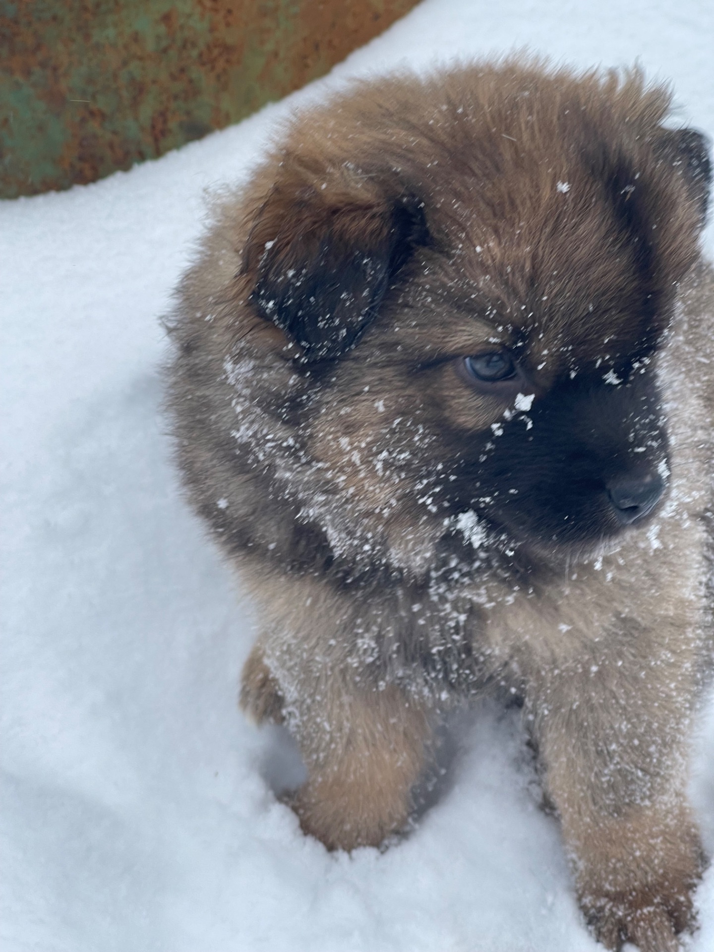 Цуценята в двір