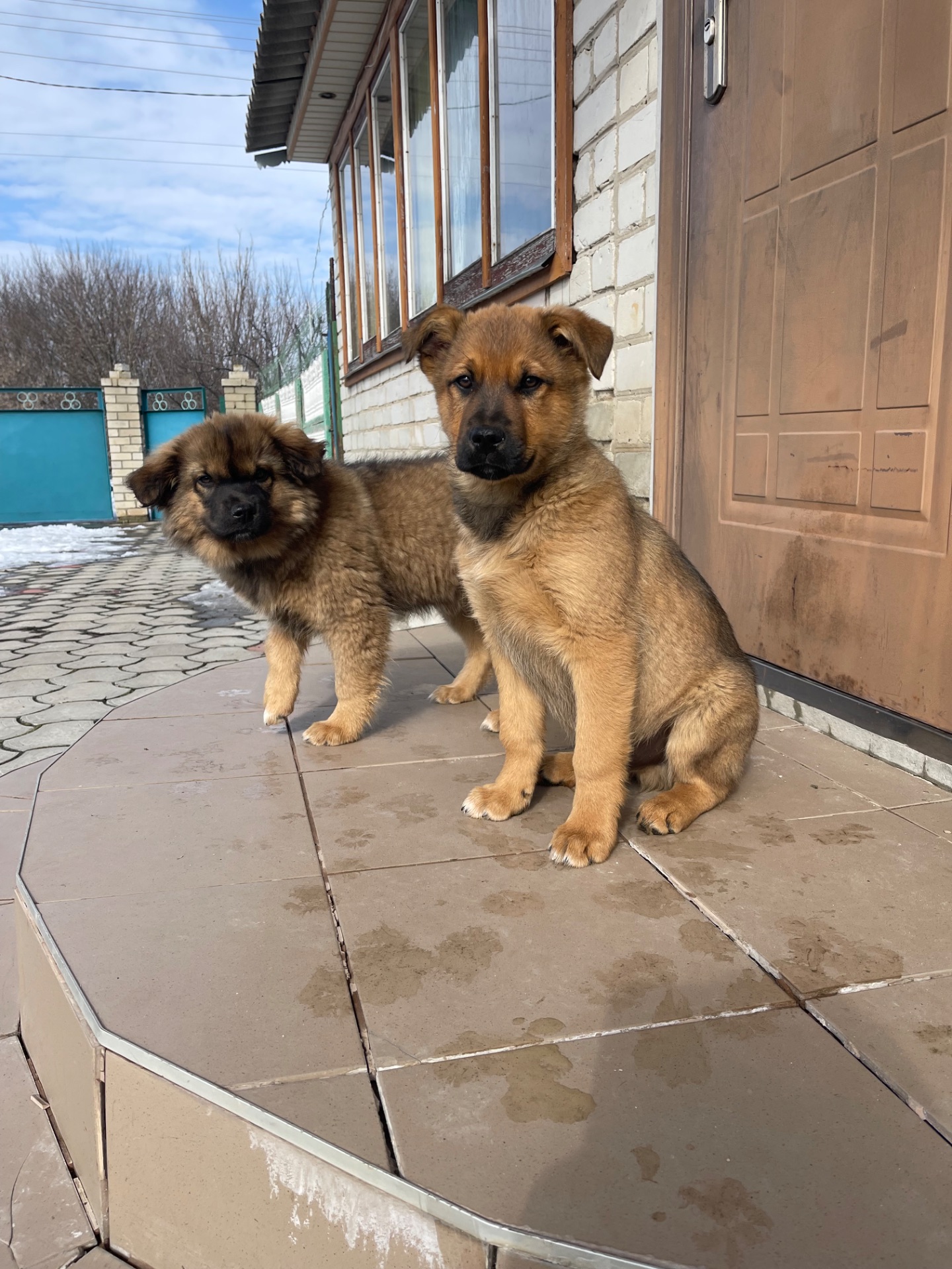 Цуценята в двір