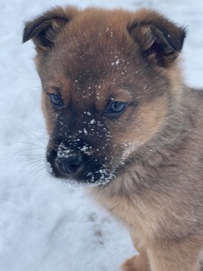 Цуценята в двір