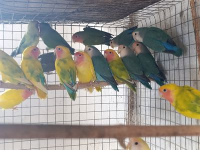 Продам нерозлучники рожевощокі